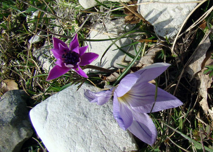 Anemone hortensis